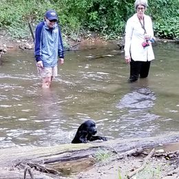Labrador Retriever Puppies from Roxanne Lee