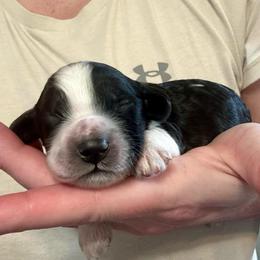 Boy 3 - Black and white male Cockapoo puppy in Salem, Oregon from Capital Doodles