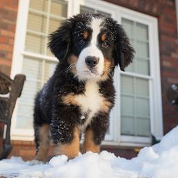 Bernese Mountain Dog and Golden Retriever Puppies from Bunn Ranch Goldens & Bernese