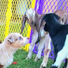 Australian Shepherd Puppies from Winsome Aussies