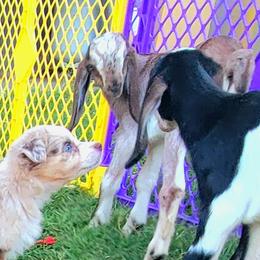 Australian Shepherd Puppies from Winsome Aussies
