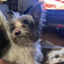 Gizmo - Yorkshire Terrier