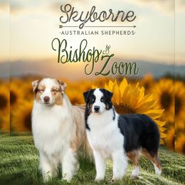 Australian Shepherd puppies from Skyborne Australian Shepherds