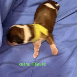 Keanu Reeves - Black and tan brindle male Havanese puppy in Provo, Utah from New Canyon Havanese & Coton Puppies