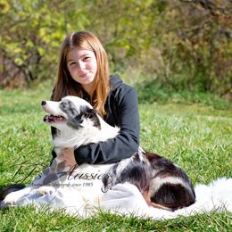 Zane - Miniature Australian Shepherd