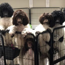 Pomeranian and Poodle Puppies from Sky’s the Limit Cloud K9’s
