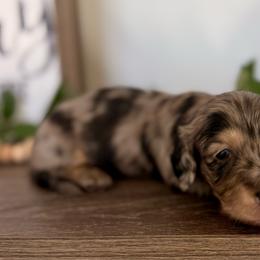 Black and cream dapple boy - Dapple male Dachshund puppy in Beaver, Pennsylvania from Meaden’s Mini Dachshunds