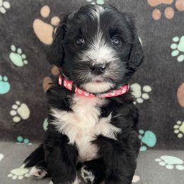 Pink - Black and white female Sheepadoodle puppy in Archer, Florida from Gainesville Sheepadoodles