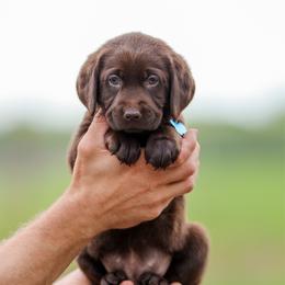 Teal Girl - Chocolate female Labrador Retriever puppy in Linville, Virginia from Mid-Columbia Labradors