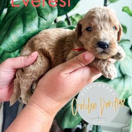 Everest - Apricot male Goldendoodle puppy in Jacksonville, Florida from First Coast Goldendoodles