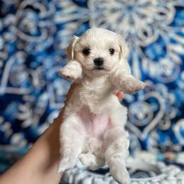 Lucien - White and lemon male Maltese puppy in Montclair, California from House of Paws Kennel