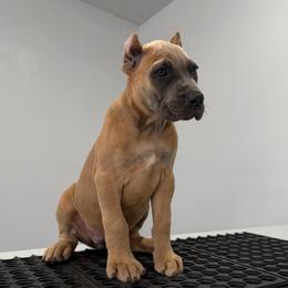 Female 3 - Gray and fawn female Cane Corso puppy in Cashion, Oklahoma from APEXOK Cane Corsos LLC