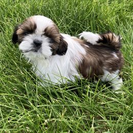 Rennie - Red and white female Shih Tzu puppy in Silver Lake, Oregon from Bling Shih Tzu
