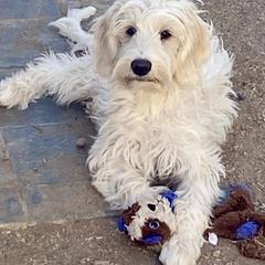 Mac - Australian Cobberdog