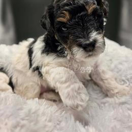 Marie - Parti female Yorkipoo puppy in Coolidge, Arizona from Effervescent-Pooches