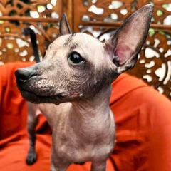 Ximena (Him-ena) - Black female Xoloitzcuintli puppy in Sunnyside, Washington from Xolos Jazmin