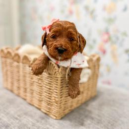 Sunny - Red  female Goldendoodle puppy in Sulphur, Louisiana from Curly Q’s Of Carlyss