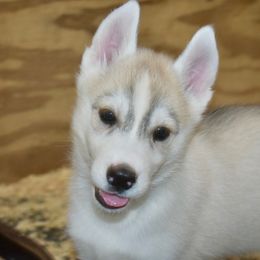 Yuma - Gray and white female Siberian Husky puppy in Madera, Wyoming from Anastasia Siberians