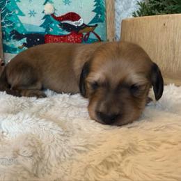 Puppy 4 - Cream male Dachshund puppy in Perryville, Maryland from Heavenly Heritage Dachshunds and Doods