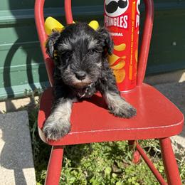 Yellow girl - Black and silver female Miniature Schnauzer puppy in Garrison, Texas from RNH Schnauzers