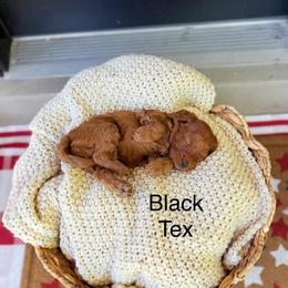 Texas - Red  male Goldendoodle puppy in Springville, Utah from JW Doodles