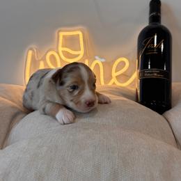 Cabernet - Red merle female Miniature Australian Shepherd puppy in Massapequa, New York from All That Auss Mini Aussies