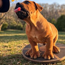 ITACHI - Red male Boerboel puppy in Pennsylvania from Cold River Boerboels