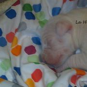 Dogo Argentino Puppies from La Historia Dogo