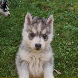Siberian Husky Puppies from Gale Bly Osborne's Amazing Grace Kennel