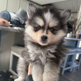 Clarice - Tri-color female Pomsky puppy in Scandinavia, Wisconsin from Bonnie’s Little Fluffys