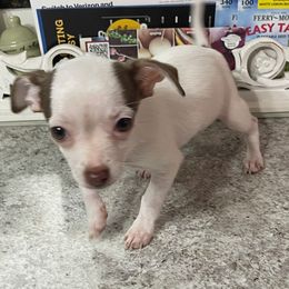 Chihuahua puppies from Deerfield Acres Canine Companions