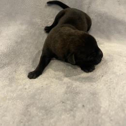 Hakoda - Mahogany male xDutch Shepherd puppy in Chelsea, Alabama from Alliance K9