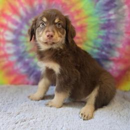 Aster - Red tri male Miniature Australian Shepherd puppy in Church Hill, Tennessee from Hippie Dog Haven