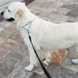 Ellie - Golden Retriever