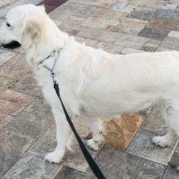 Ellie - Golden Retriever