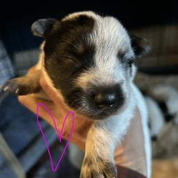 Magenta girl - Blue female Australian Cattle Dog puppy in Aiken, South Carolina from Rusty Blue Dog Farm