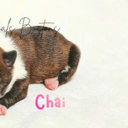 Chai - Brindle and white female Boston Terrier puppy in Lead Hill, Arkansas from Bull Shoals Bostons