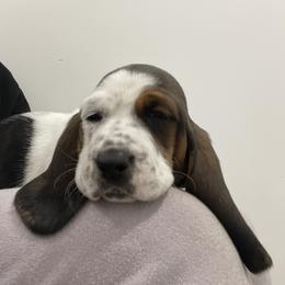 Snow white - Black white and brown female Basset Hound puppy in Remington, Virginia from Lotus Rose Basset hounds