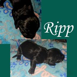Ripp - Black male Dachshund puppy in Malabar, Florida from Dicrocco's Doxies
