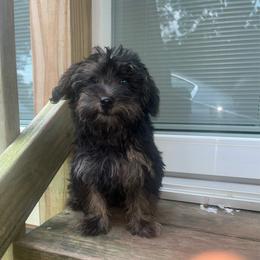 Brooklyn - Black and tan female Yorkipoo puppy in Gastonia, North Carolina from Dynasty Kennel
