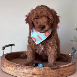 Cooper (Blue collar boy) - Red  male Goldendoodle puppy in Skamokawa, Washington from East Valley Pups