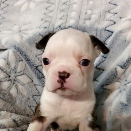 Boston Terriers from Combs' Beautiful Bostons