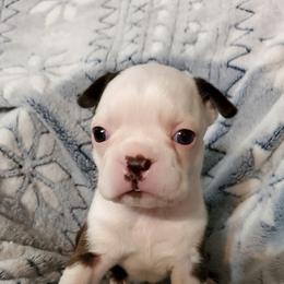 Boston Terriers from Combs' Beautiful Bostons