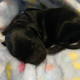 Kyle - Black male Havapoo puppy in Blanch, North Carolina from Faithful Hearts Kennel