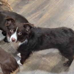 Cash - Toy Australian Shepherd