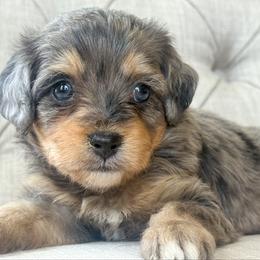 Summer ☀️ - Blue merle male Miniature Australian Shepherd puppy in Granbury, Texas from Triple Cross Doodles