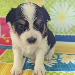 Boy 2 - White black and tan male Papillon puppy in Joshua, Texas from Summertime Kennels