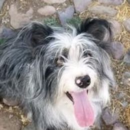 Daisy - Aussiedoodle
