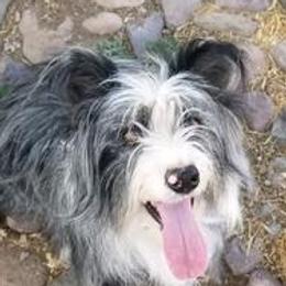 Daisy - Aussiedoodle