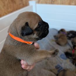 Orange boy - Fawn male Bullmastiff puppy in Lorena, Texas from Central Texas Bullmastiffs